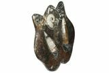 Fossil Goniatite & Orthoceras Sculpture - Morocco #111016-1